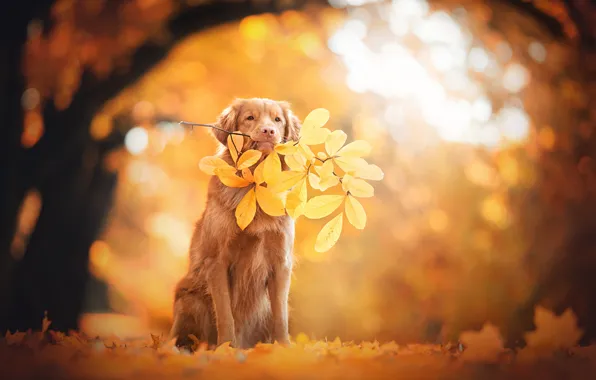 Picture autumn, each, dog