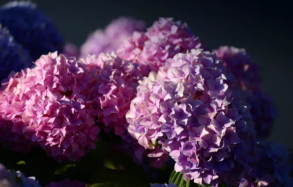 Picture light, flowers, the dark background, background, petals, pink, flowering, a lot