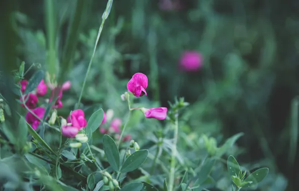 Greens, summer, flowers, nature, nature, flowers, wildflowers, summer mood