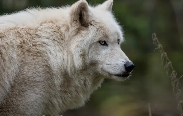 White, look, face, background, wolf, portrait, Arctic, polar