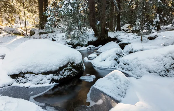Picture winter, forest, snow, trees, landscape, nature, stream, stones