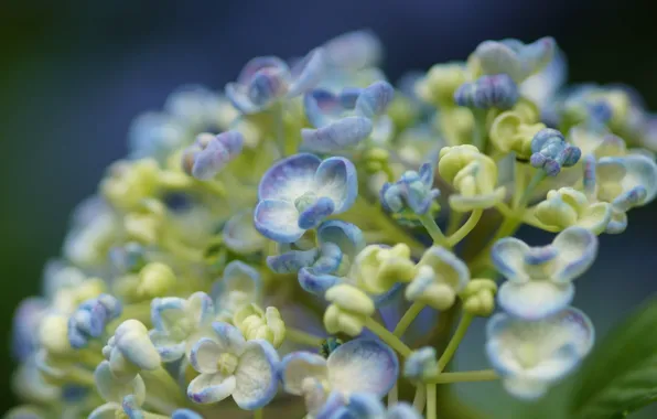 Macro, flowers, white, buds, lilac, hydrangea