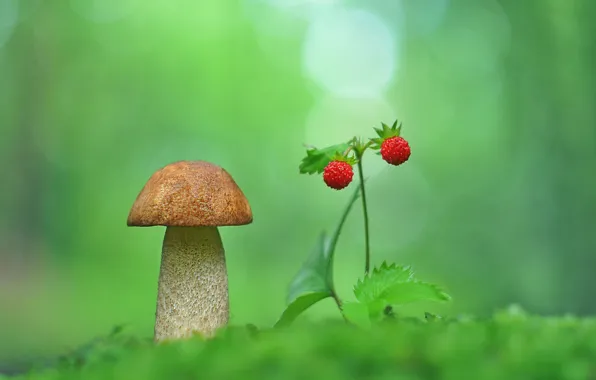 Macro, photo, mushrooms, strawberries