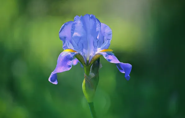 Picture nature, petals, iris