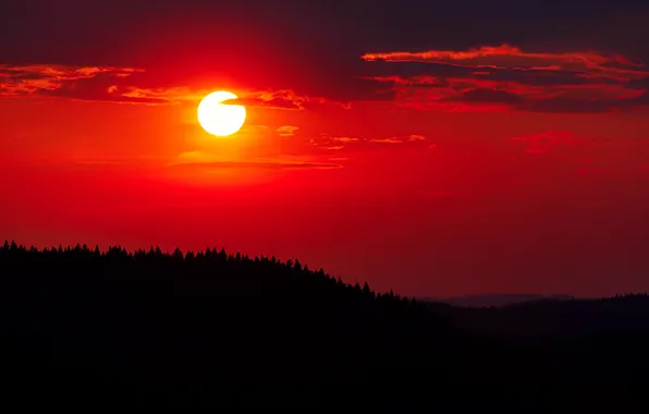 Forest, the sun, the crimson sky, Northern sunset, Kochkin, Vladimir