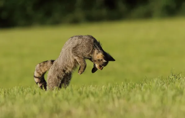 Picture hunting, field, cat