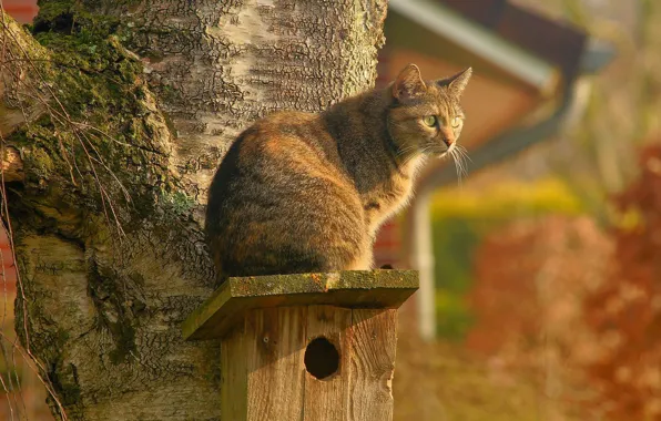 Cat, birdhouse, blurred background