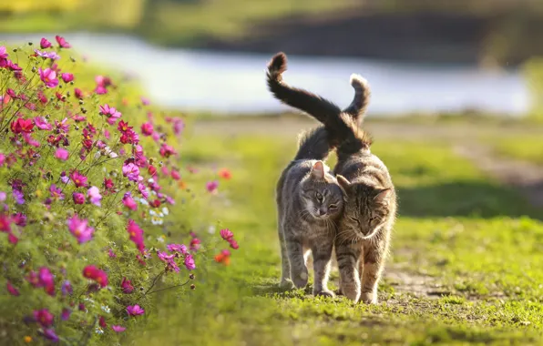 Cat, summer, cat, flowers, pose, together, weasel, walk