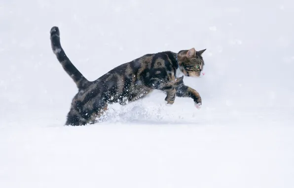 Cat, snow, wool, cat