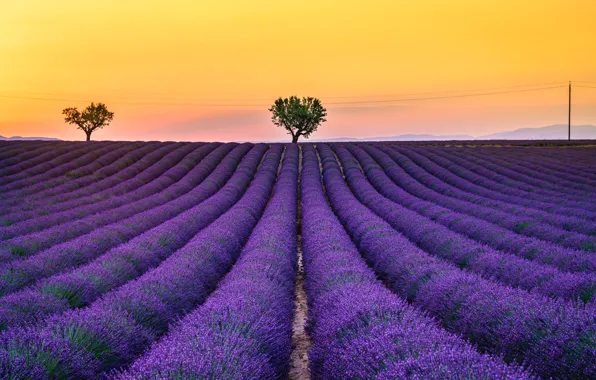 Summer, trees, flowers, hills, wire, post, the ranks, lavender