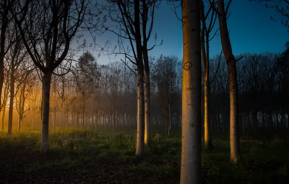 Forest, trees, morning