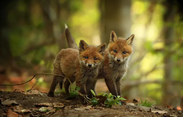Forest, look, nature, branch, Fox, kids, a couple, bokeh