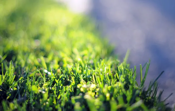 Picture greens, flower, grass, macro, flowers, green, background, pink