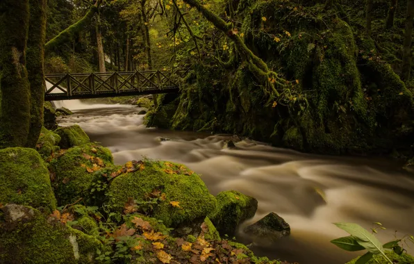 Picture forest, river, shore, vegetation, for, waterfall, stream, river