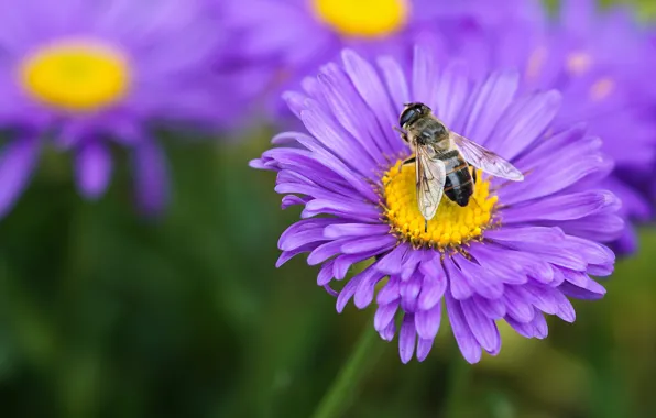 Flower, summer, macro, fly, lilac, insect, fly-gorzalka