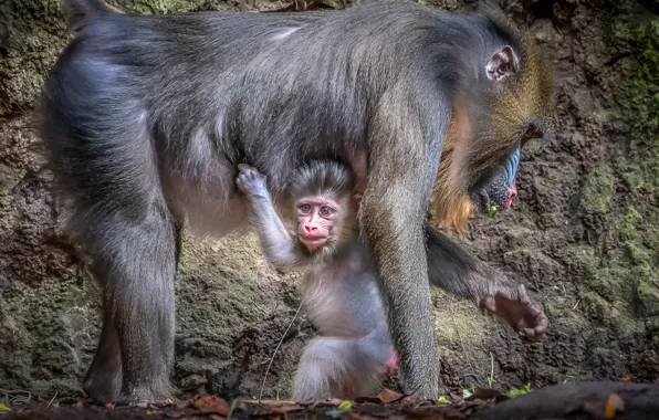 Baby, mom, baboon