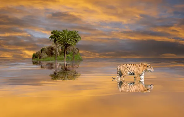 The sky, water, clouds, landscape, nature, tiger, rock, palm trees
