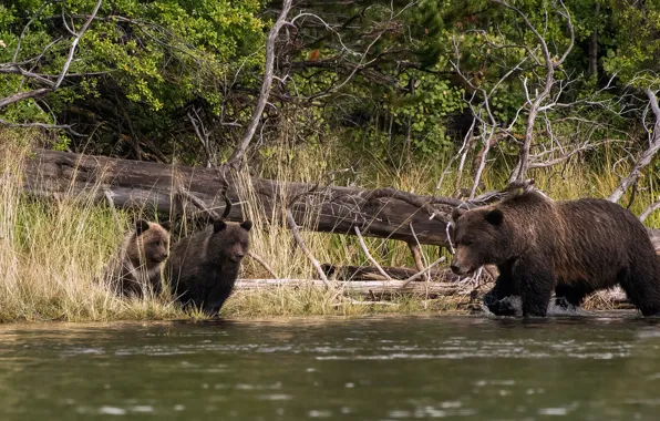 Forest, branches, nature, shore, bear, bears, log, bears