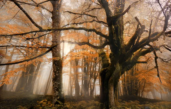 Picture autumn, forest, trees, nature