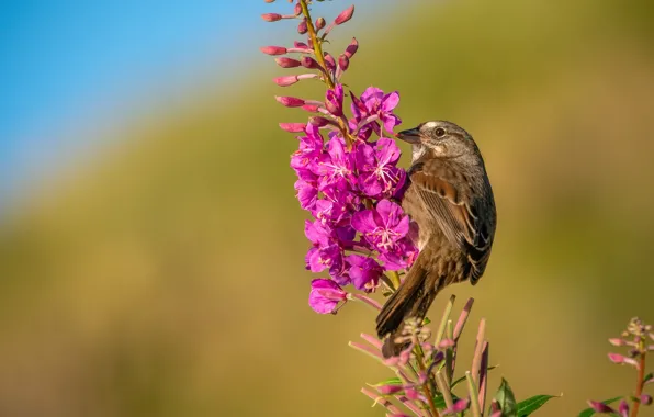 Picture flowers, grey, background, bird, pink, sitting, on the colors, Ivan-tea