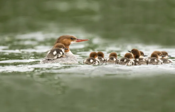 Water, birds, beak, ducklings, duck, pond, Common merganser