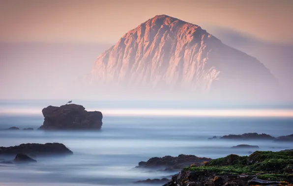 Picture sea, landscape, fog, rocks, bird