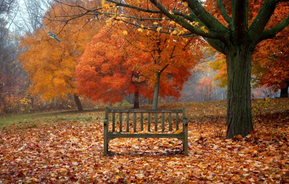 Picture autumn, leaves, nature, bird, bench