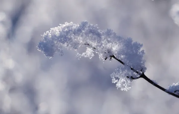 White, winter, snow, cold, twig