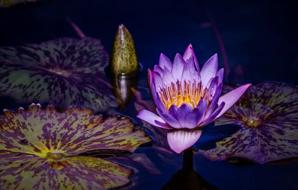 Flower, leaves, water, blue, pond, background, lilac, purple