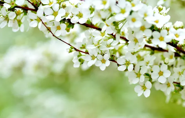 Picture macro, spring, flowering, the bushes