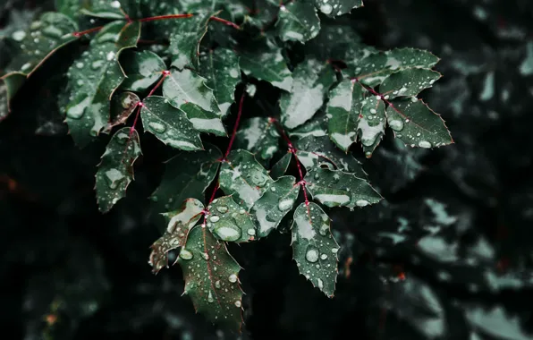 Nature, Leaves, Green, Branches, Nature, Green, Leaves, Flora