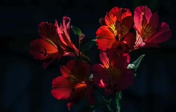 Picture light, flowers, red, the dark background, bouquet, Alstroemeria