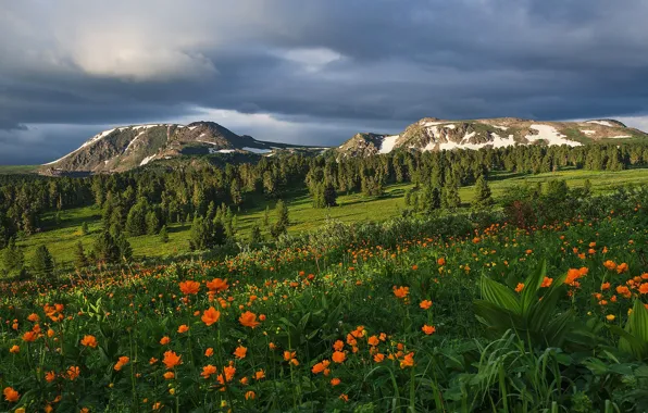 The sky, trees, flowers, mountains, nature, Altay