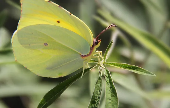 Leaves, microsemi, butterfly, wings, insect, beautiful, closeup