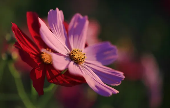 Picture background, pink, blur, red, kosmeya