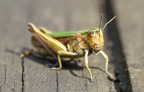 Nature, insect, grasshopper
