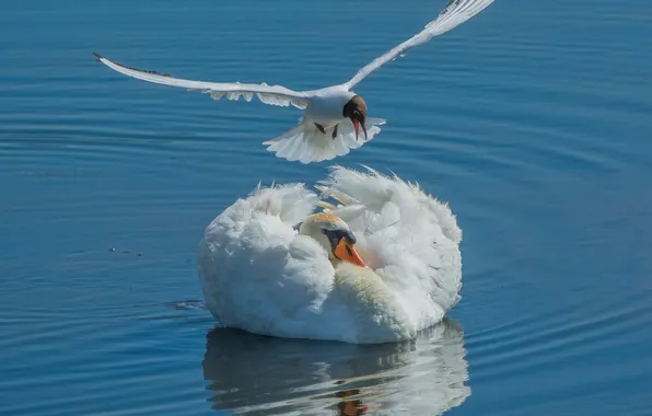 Water, birds, Seagull, Swan