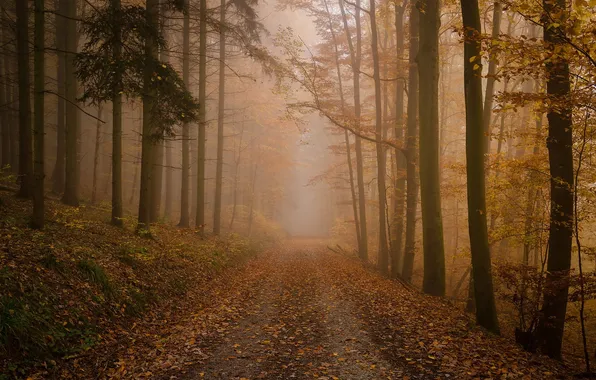 Road, autumn, forest, fog