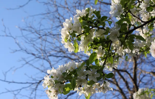 Picture nature, tree, flowers, Apple, blue sky, twigs