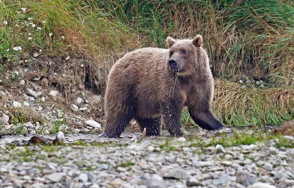 Picture nature, stones, brown bear, mammal