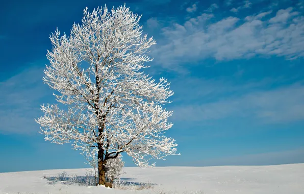 Winter, field, the sky, clouds, snow, Tree, frost, lonely tree