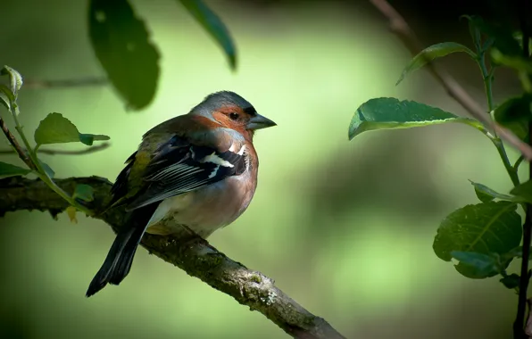 Picture leaves, tree, bird, branch, Chaffinch