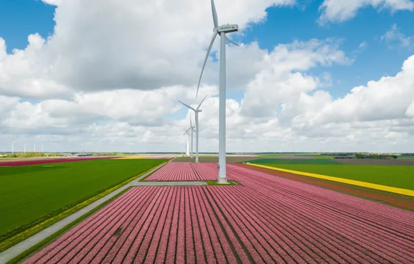 Clouds, flowers, field, a number, Flower Carpets