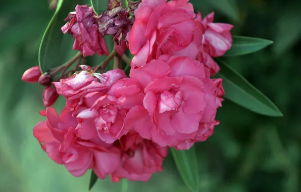 Flowers, nature, pink, Egypt, oleander