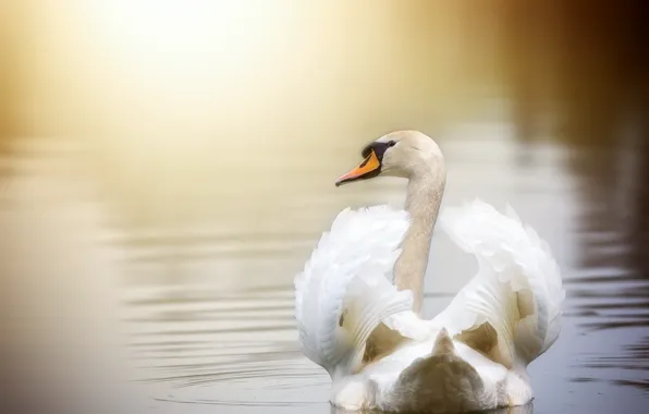 Lake, bird, Swan
