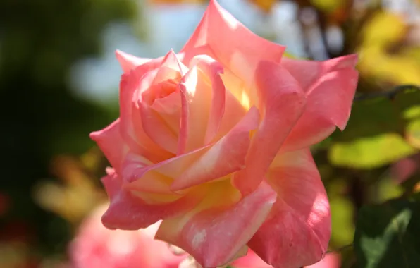 Picture macro, roses, petals