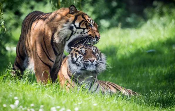 Summer, nature, tigers