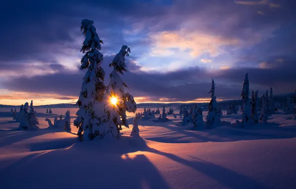 Winter, the sun, snow, tree, frost