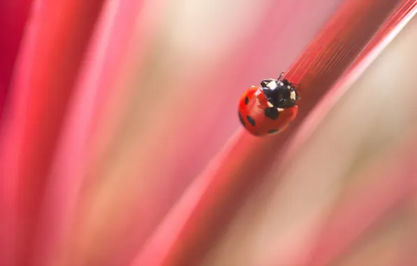 Picture nature, background, ladybug