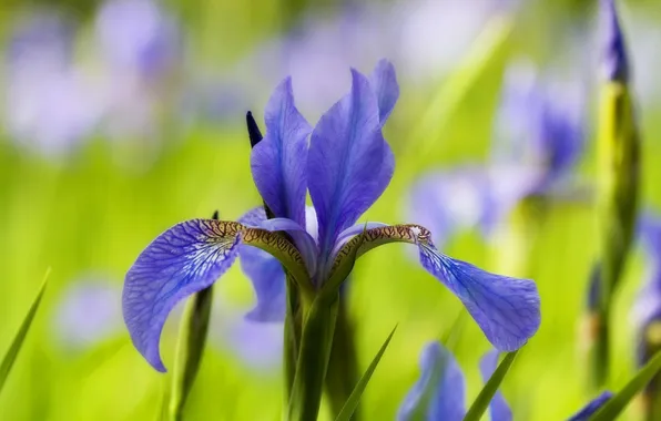 Flower, blue, background, blur, iris